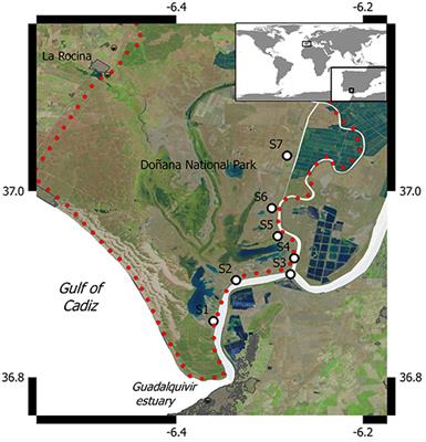 Methane Emissions From the Salt Marshes of Doñana Wetlands: Spatio-Temporal Variability and Controlling Factors